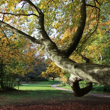 Brandon Country Park
