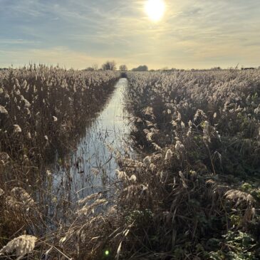 RSPB Lakenheath Fen