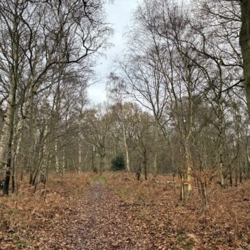 Knettishall Heath Nature Reserve