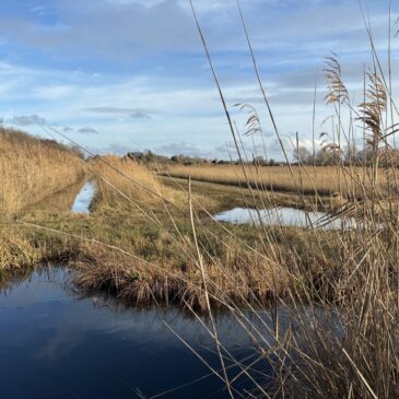 Wicken Fen Nature Reserve