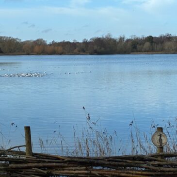 Lackford Lakes – Suffolk Wildlife Trust