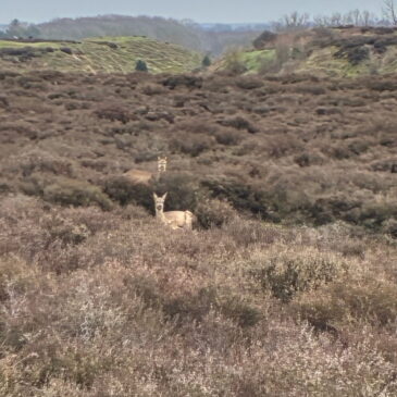 Roydon Common nr Kings Lynn – Norfolk Wildlife Trust